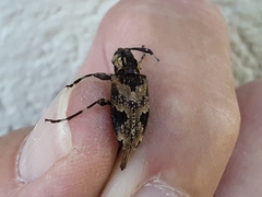 Graphisurus triangulifer