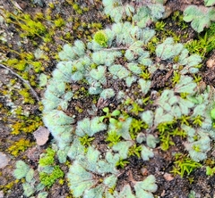 Riccia trichocarpa