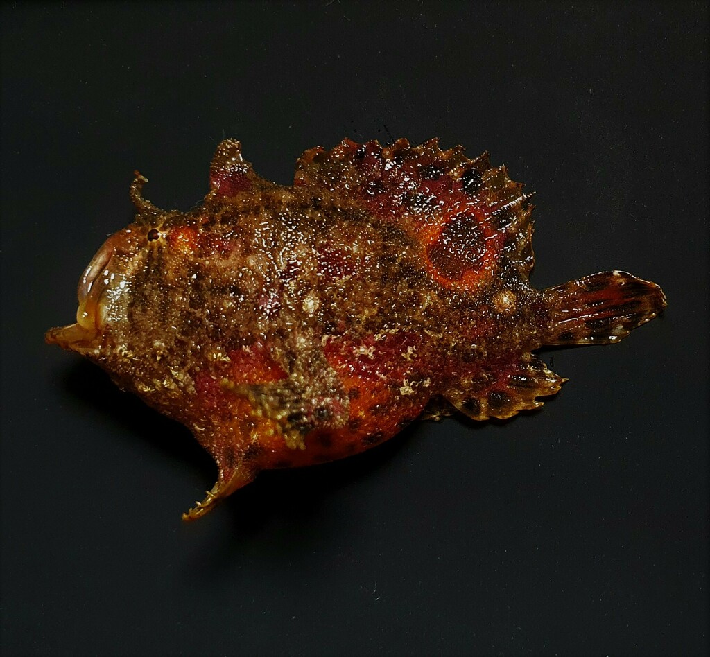 Bloody frogfish