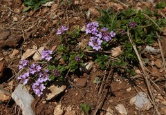 Thymus longicaulis