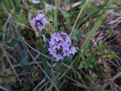 Thymus longicaulis
