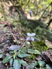 Viola adenothrix