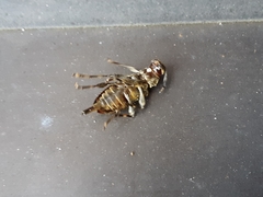 Graphisurus triangulifer