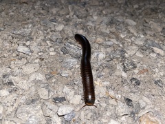 Narceus americanus