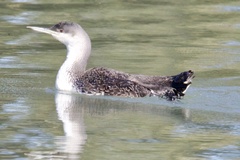 Gavia stellata