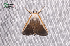 Pylartes subcostalis