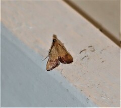 Endotricha pyrosalis