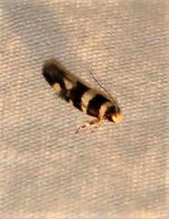 Macrobathra bigerella