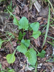 Arnoglossum diversifolium