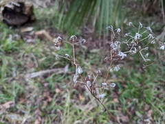 Arnoglossum diversifolium