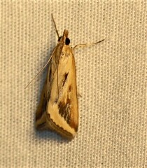 Achyra massalis