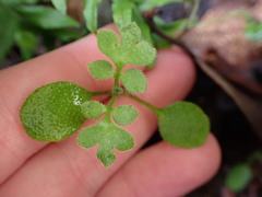 Nemophila