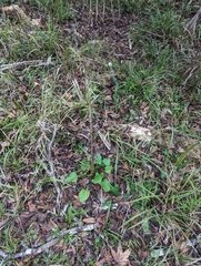 Arnoglossum diversifolium