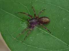 Battalus