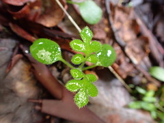 Nemophila parviflora