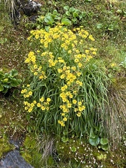 Dolichoglottis lyallii