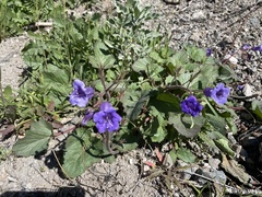 Phacelia minor
