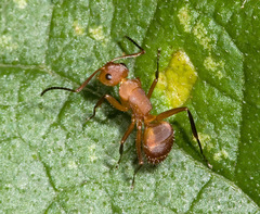 Camponotus rectangularis