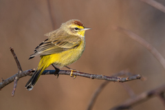 Setophaga palmarum hypochrysea