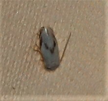 Opostegoides gephyraea