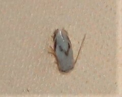 Opostegoides gephyraea