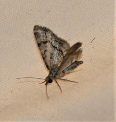 Gymnoscelis lophopus