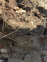 Hypsiglena ochrorhynchus