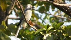 Dicrurus leucophaeus leucogenis