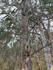 Eucalyptus rossii