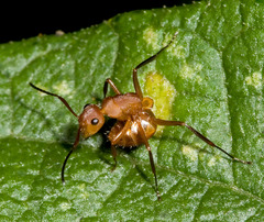 Camponotus rectangularis