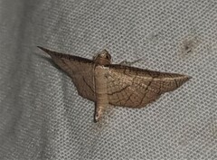 Hypolamprus ypsilon