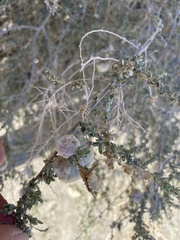 Asphondylia floccosa