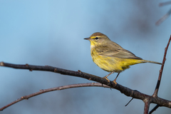 Setophaga palmarum hypochrysea