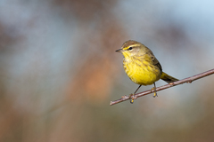 Setophaga palmarum hypochrysea