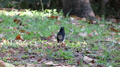 Copsychus saularis saularis