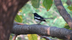 Copsychus saularis saularis