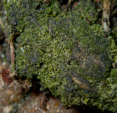 Charophyta
