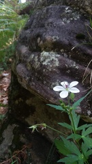 Geranium richardsonii