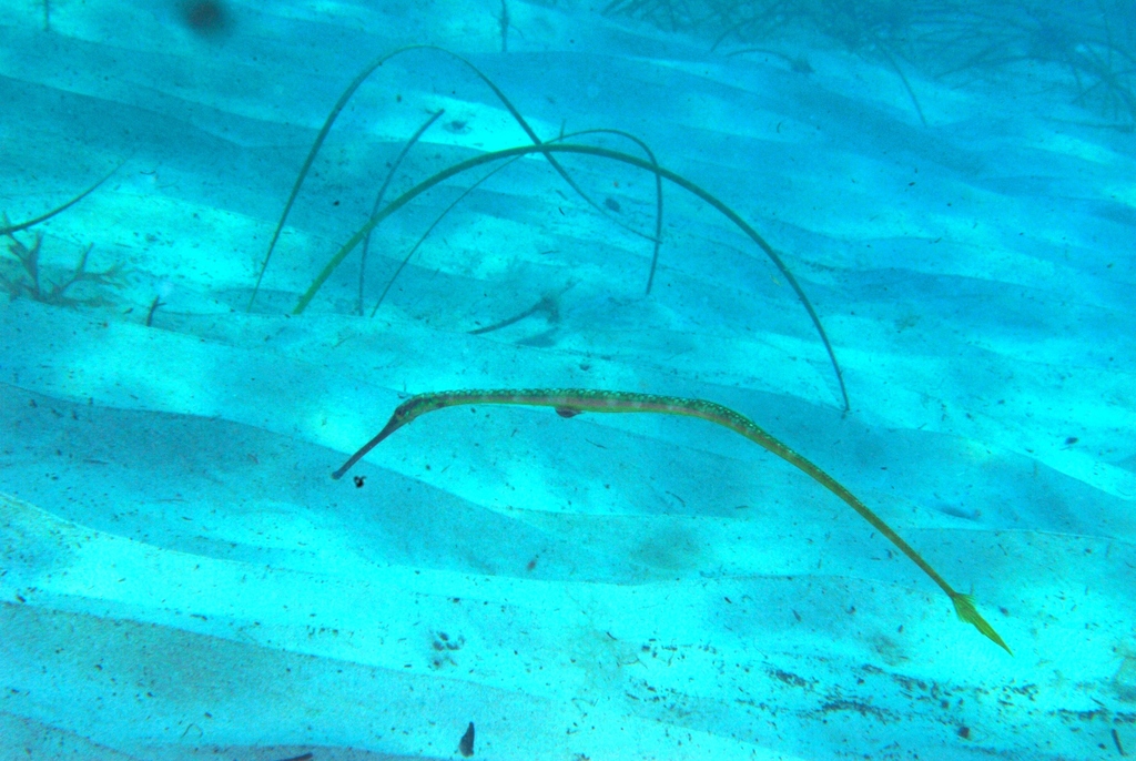 Brush-Tailed Pipefish