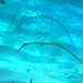 Brushtail Pipefish - Photo (c) David Spencer Muirhead, some rights reserved (CC BY-NC), uploaded by David Spencer Muirhead
