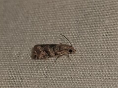 Lobesia transtrifera