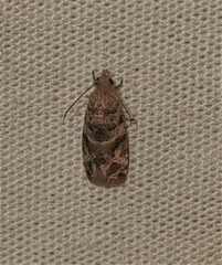 Lobesia transtrifera