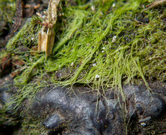 Charophyta