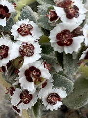 Euphorbia leucophylla