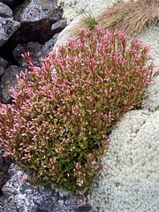 Epilobium pycnostachyum