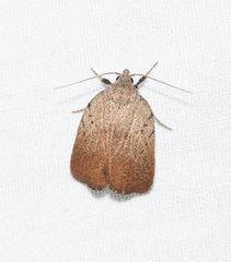 Tortricopsis pyroptis