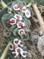 Euphorbia leucophylla