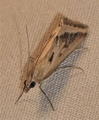 Achyra massalis