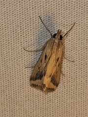 Achyra massalis