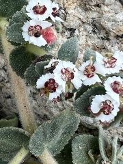 Euphorbia leucophylla